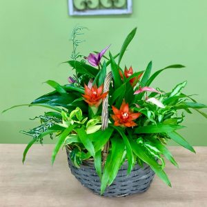 観葉植物グズマニアギャザリング