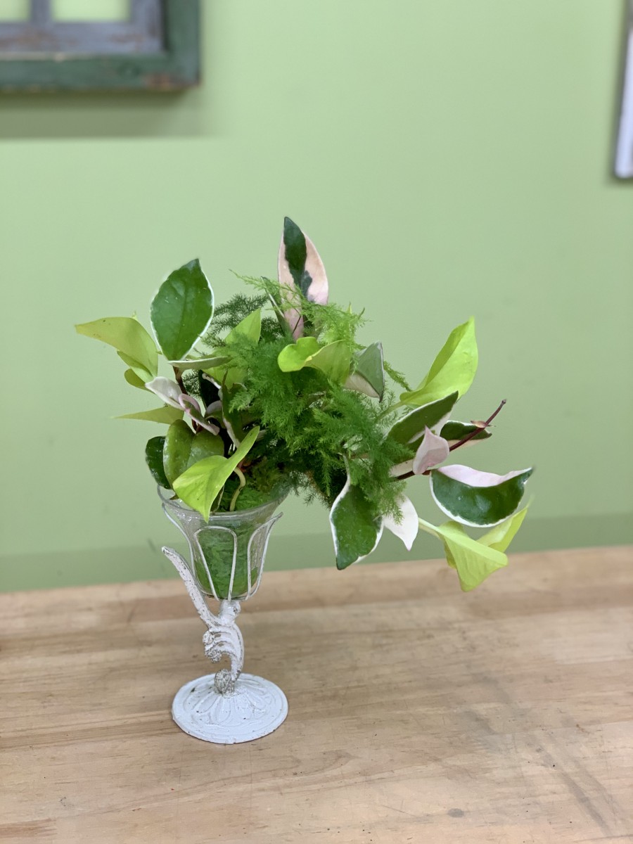 観葉植物インテリア