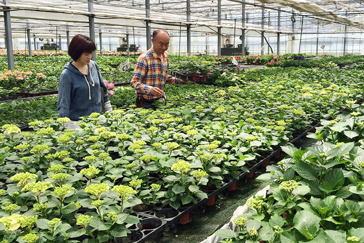 クリスマスローズ・紫陽花等の生産者 童仙房ナーセリー様